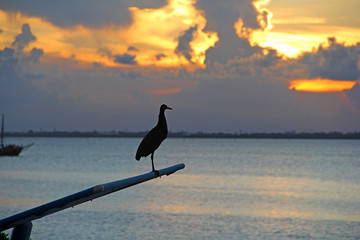 Poster - Bird