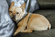 Frenchie In Awkward Position On Couch ,too Tired To Get Comfortable.