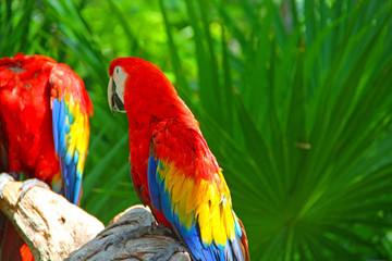 Poster - parrot