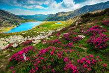 Flowery Fields With Pink Rhododendrons And Mountain Lake, Carpathians, Romania