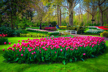 Wall Mural - Colorful spring flowers plantation with fresh tulips in the park