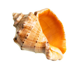 Wall Mural - dried empty shell of rapana cutout on white