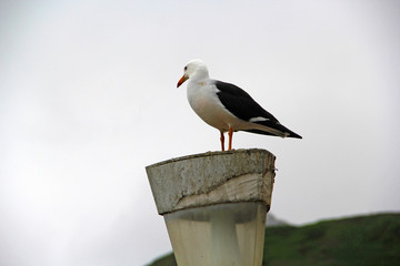 Sticker - seagull