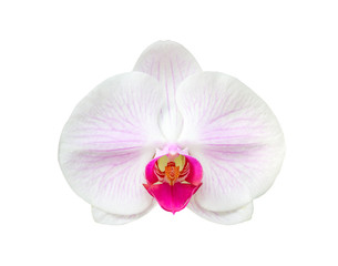 Wall Mural - Beautiful phalaenopsis orchid flower isolated on white background