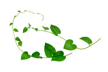 Wild Morning Glory Leaves Jungle Vines Tropical Plant Isolated On White Background, Clipping Path Included