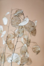 Dried Lunaria Plant In The Vase