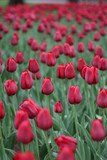 Fototapeta Tulipany - Close up of flower bed of red tulips