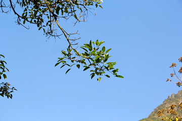 Canvas Print - Branch