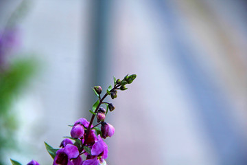 Wall Mural - flower