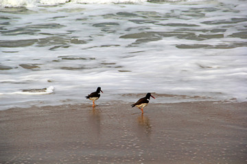 Canvas Print - Bird on beach