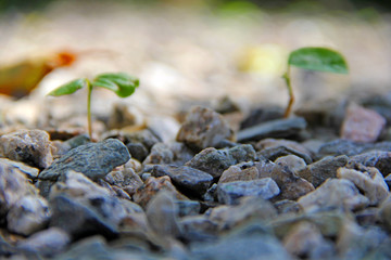 Canvas Print - Plants