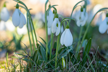  Snowdrop spring flowers in a clearing in the forest. Snowdrop -symbol of spring. Galanthus, snowdrop, Galanthus nivalis. Closeup, soft focus