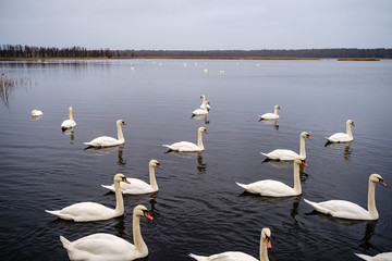 Wall Mural - large flock of white swans swimming in lake