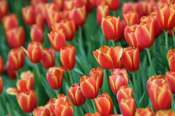 Wall Mural - Beautiful tulip flowers with blured background in the garden. Orange tulip flowers. Selective focus.