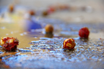 Sticker - Seed in puddle