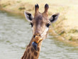 Portrait of a funny giraffe with a blue tongue
