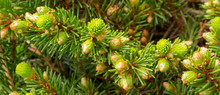 Beautiful Bright Spring Green Shoots And Buds On A Pine Tree. Evergreen Foliage Background Texture.