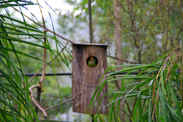 Wall Mural - birdhouse