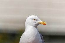 RUNDE, NORWAY - 2018 JUNE 26. Portrait Of A Seagull Bird From Beside.