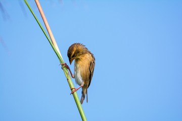 Wall Mural - Small brown weaver bird on grass