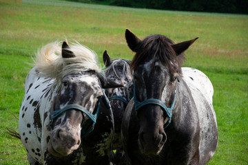 portrait of two horses