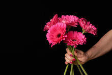 Hand Holding Pink Gerber Daisy Isolated On Black Background