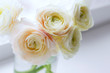 bouquet of white ranunculus close-up, greeting card for wedding, international women's day