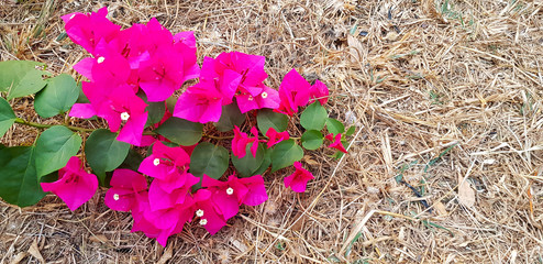 Wall Mural - Bougainvillea, Red or Pink flower on dry straw floor, ground or land with copy space on right. Flora garden and Beauty in nature