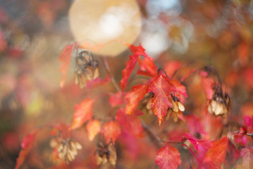 Wall Mural - Unusually beautiful autumn card with bush branch in bright red leaves and yellow blurred bokeh