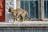 Fototapeta Kuchnia - Stray cat is wandering on the window sill