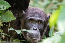 Uganda Wildlife Kibale Chimp Chimpanzee Portrait Close Up
