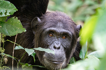 uganda wildlife kibale chimp chimpanzee portrait close up
