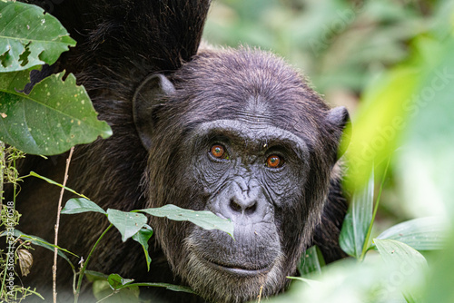 Fotomural uganda wildlife kibale chimp chimpanzee portrait close up