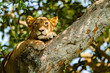 uganda wildlife hanging tree lion ishasha sleeping queen elizabeth