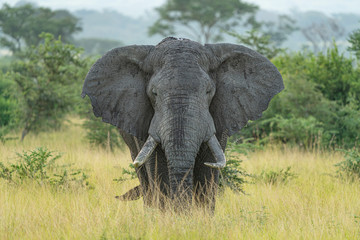 uganda wildlife male elephant