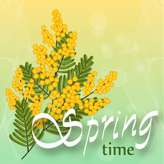 Wall Mural - mimosa on light background. spring yellow flowers. template for spring holidays, banner social netwo