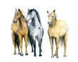 Watercolor cute horses on the white background