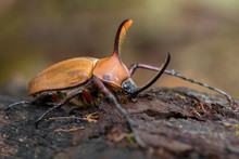Rhinoceros Beetle - Golofa Porteri, Beautiful Large Iconic Beetle From Andean Forests, San Isidro Lodge, Ecuador