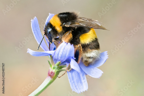 Fotomural Bumblebee on blue wild flower