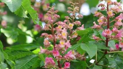 Wall Mural - beautiful pink chestnut blossom, sunny day, light breeze. spring background. slow motion video, dyna