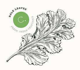 Wall Mural - Hand drawn sketch style kale salad. Organic fresh food vector illustration isolated on white background. Retro vegetable leaf cabbage illustration. Engraved style botanical picture.