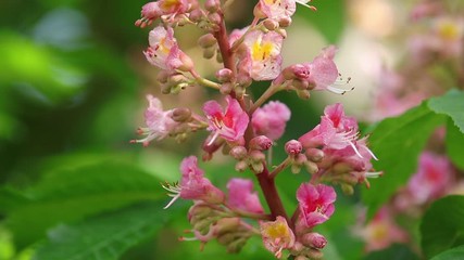 Wall Mural - beautiful pink chestnut blossom, sunny day, light breeze. spring background. slow motion video, dyna