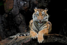 Sumatran Tiger In Various Pose