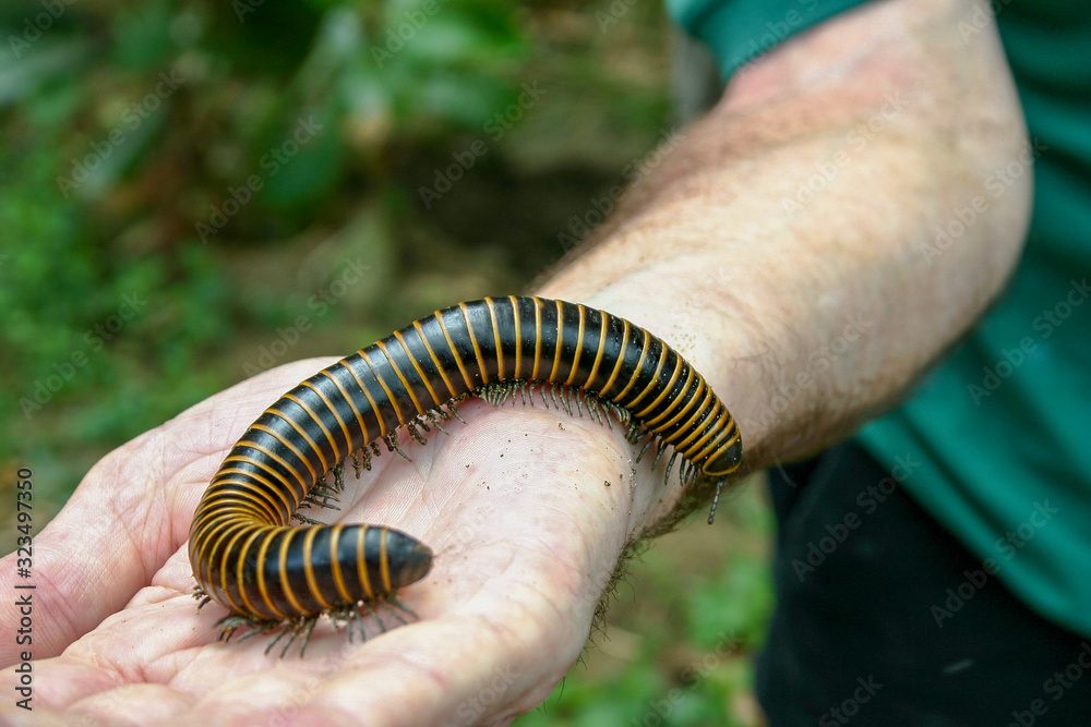 A Yellow Banded Millipede, Anadenobolus monilicornis, also known as a bumble bee millipede is native to the Caribbean. This one was seen in Cuba. Stock Photo | Adobe Stock