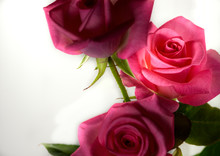 Three Colorful And Vibrant Pink Roses