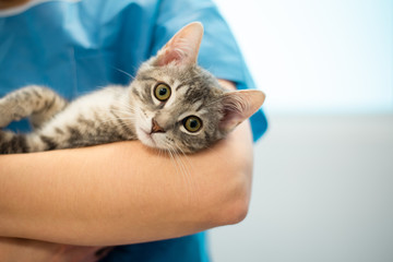 Female veterinarian doctor is holding a cat on her hands