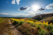 Bike Trail Leads Down The Foothills Over Boise With Yellow Wildflowers
