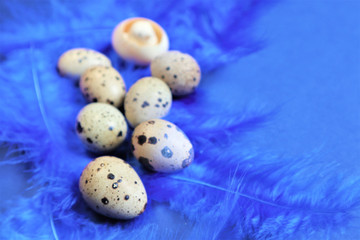 Wall Mural - Easter concept. Quail eggs on blue bird feathers in trendy color on a blue background.