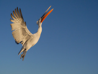 Canvas Print - Dalmatian pelican, Pelecanus crispus