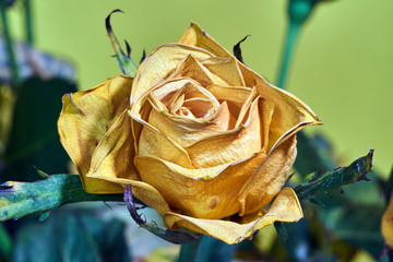 Beautiful blooming yellow rose flower on yellow background.